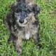 Aussiedoodle puppies ready 6/27