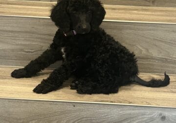 Standard poodle puppy