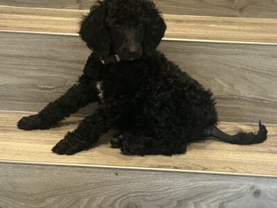 Standard poodle puppy