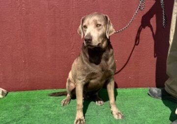 Warrior AKC Adult Male Silver Lab