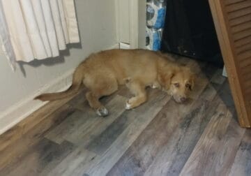 Friendly and energetic Turkish/Australian Shepherd