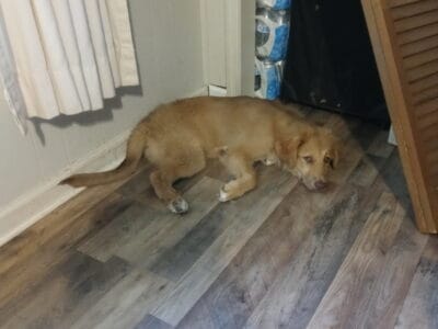 Friendly and energetic Turkish/Australian Shepherd