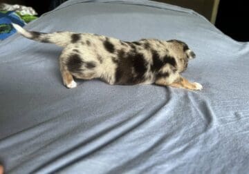 Australian Shepards #1