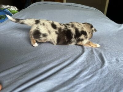 Australian Shepards #1