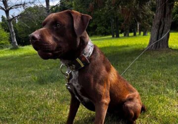 Male Chocolate Lab Mix