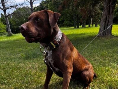 Male Chocolate Lab Mix