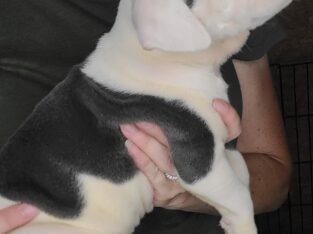 Olde English Bulldogge Puppies