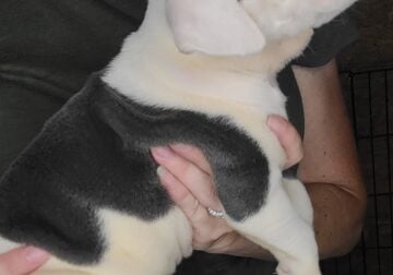 Olde English Bulldogge Puppies