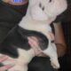 Olde English Bulldogge Puppies