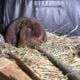 5 Holland Lops & All Supplies-$200