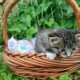 Stripey (dark tabby female)