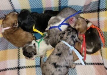 Raven’s litter