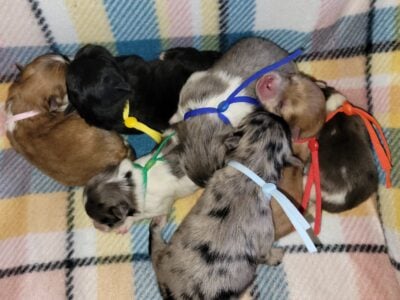 Raven’s litter