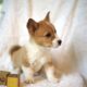 Registered Pembroke Welsh Corgi Pups