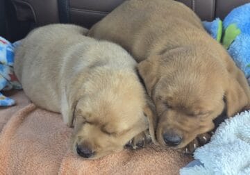 ABSOLUTELY ADORABLE FOX RED LABS
