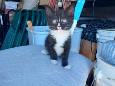 Tuxedo kittens