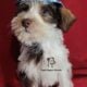 Miniature Schnauzer Boy Puppy
