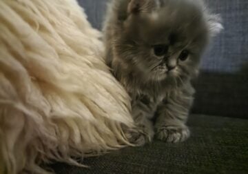 Kitty 3