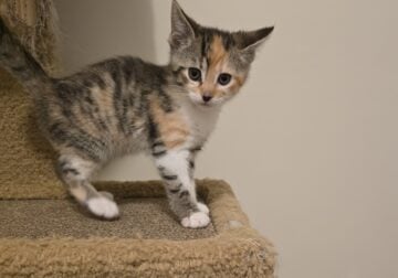 Two Female, Kittens