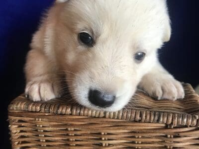 White Shepherd Puppies