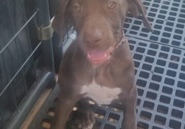 German Shorthaired Pointers