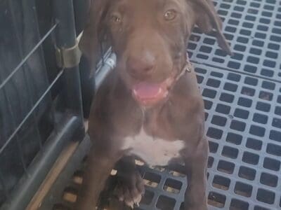 German Shorthaired Pointers