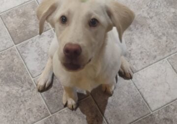 7 month old American Labrador Retrievers