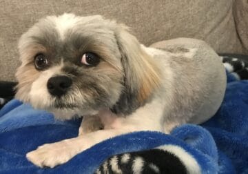 Rocky – Male Shih Tzu