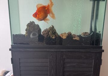 Fantail goldfish