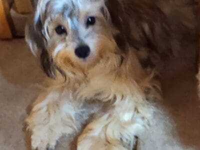 Poodle mix young adults