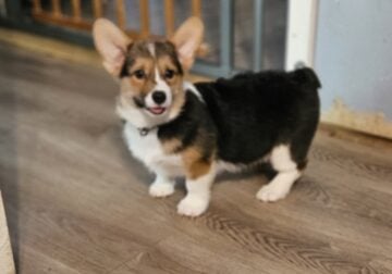 Corgi puppy