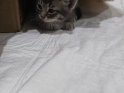 Kitten