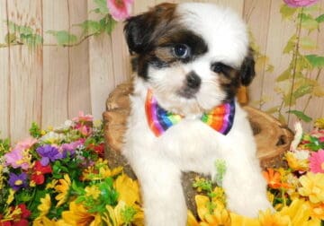 Chicago Shih Tzu Babies. Nonshedding/Allergy Free.