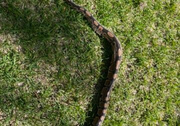 Ball Python for sale