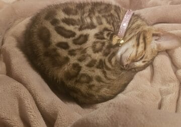 Bengal Kitten
