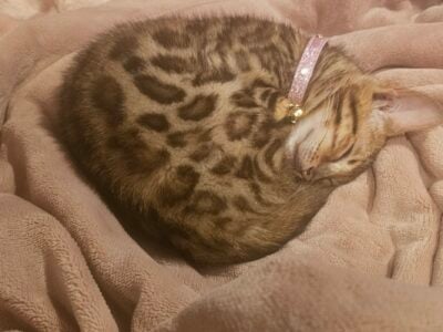 Bengal Kitten