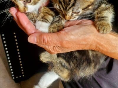 Kittens