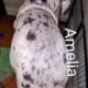 Great Dane Puppy