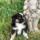 Mini & Toy Aussie Puppies – Loved from Day One