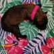 AKC Belgian Malinois Puppies