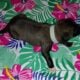 AKC Belgian Malinois Puppies