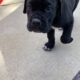 Nyx – Italian Mastiff