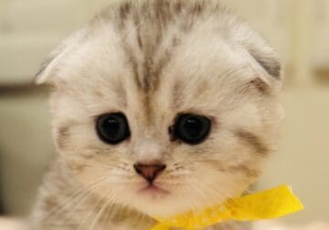 Pure Scottish kitten