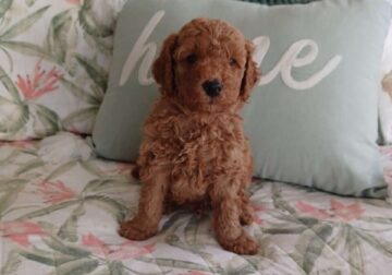 Petite Mini-Goldendoodles – Puppy 3