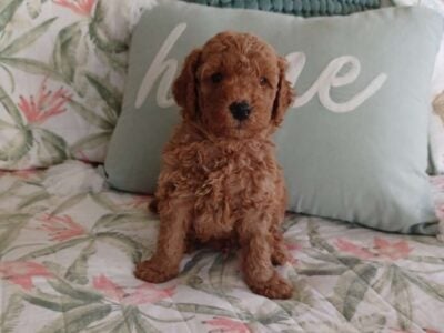 Petite Mini-Goldendoodles – Puppy 3