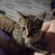 8wks old female kitten