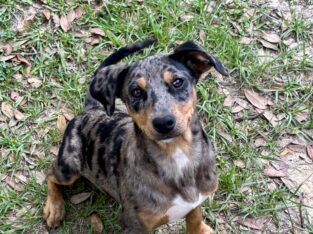 Catahoula Mix Puppy