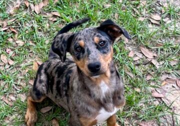 Catahoula Mix Puppy