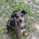 Catahoula Mix Puppy