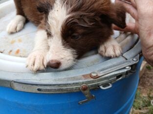 Border collie babies